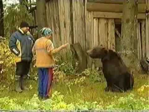 Karmienie niedźwiedzia "z ręki" o mało nie skończyło się tragicznie. Ale trafiło na Rosjan - ci nie dadzą sobie w kaszę dmuchać! Nawet drapieżnikowi!