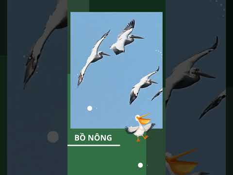 CHIM BỒ NÔNG VỚI CHIẾC MỎ CHỨA ĐƯỢC 13 LÍT NƯỚC #chimbonong #animals #shorts