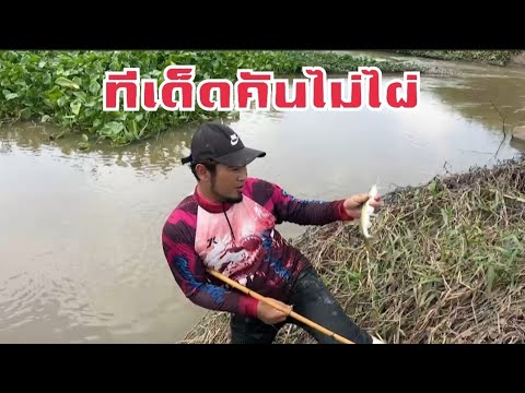 เคาะปลากดธรรมชาติ🎣ตกปลาตกปล