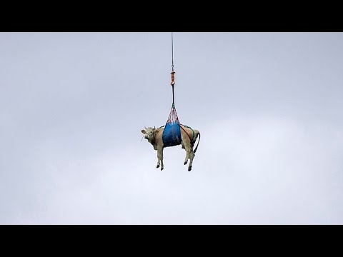 Αγελάδες εκκενώθηκαν με ελικόπτερο από ελβετικό χωριό