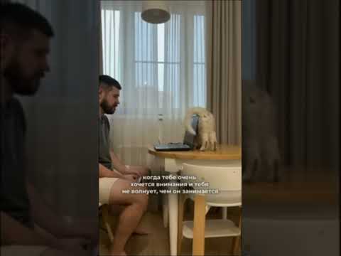 #прикол#кот#врек