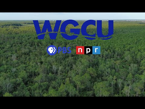 Florida's Wildlife Corridor: The Fight between Development and Wilderness