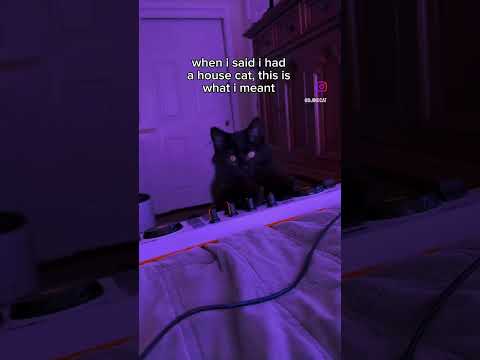 HOUSE CAT. BIG ENERGY. 🐾🔥