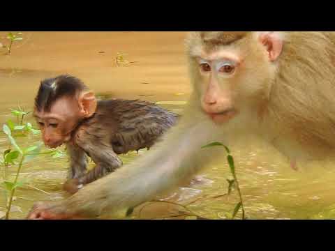 mom Rose and baby Rex fishing   why rose do like this?