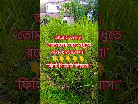 মধুর মধ্যে কী আছে জানো? প্রতিটি বিন্দুতেই আছে শিফা বা আরোগ্য!#মধু #শিফা #সুন্নত #ইসলাম #দোয়া
