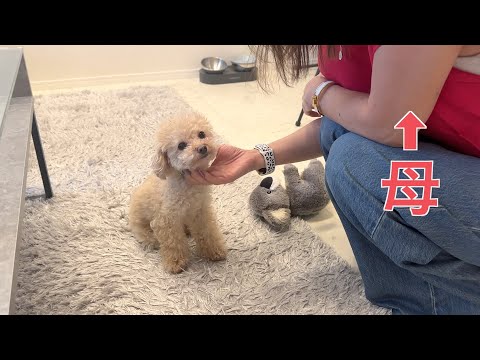 大好きな母にツンデレな態度をとる猫みたいな犬