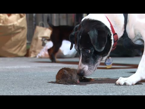 Los asesinos de ratas de Nueva York: perros y sus dueños a la caza de roedores