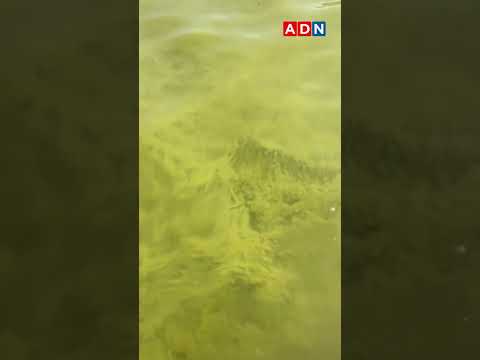 Contaminación en el Lago Villarrica