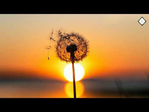 Fluid Form - Star Crossed Lovers