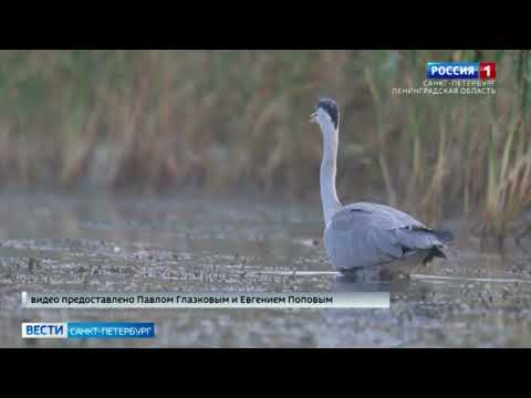 На севере Петербурга горожане заметили серых цапель