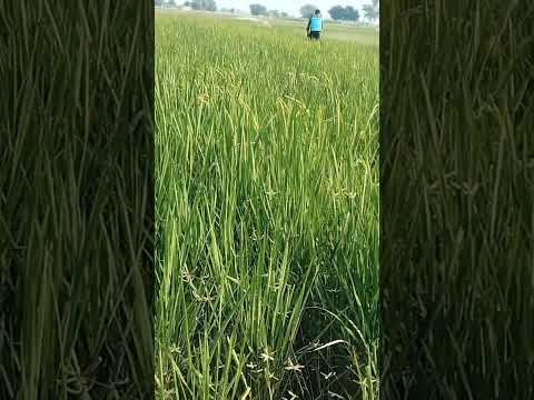 #bhojpuri #song #bhojpurisong