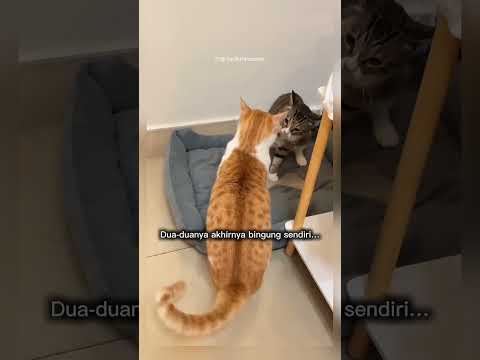 kucing satu ini emosi banget #shorts #short