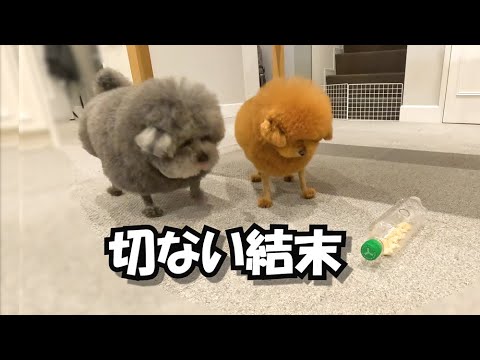 ひとつの0円知育玩具を与えた結果が切なすぎて…涙