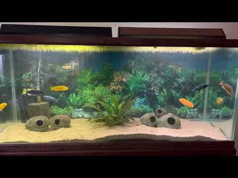 Cichlids tank Beautiful at a beautiful Mbuna African cichlids this morning now that the tank has cleared up