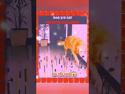 wait for end 😱 #trending#animals#wildlife#lion#shorts#youtube