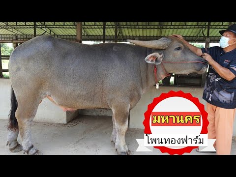 มหานคร-โพนทองฟาร์ม-สุดยอดอนาคต มหานคร-โพนทองฟาร์ม-สุดยอดอนาคต