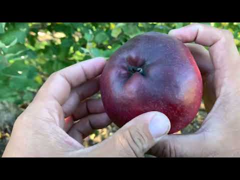 Fenouillet Gris Apple Tasting