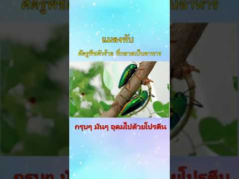 ศัตรูพืชตัวร้ายที่กลายเป็นอาห