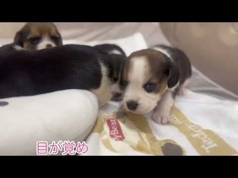 ビーグルの子犬🐶