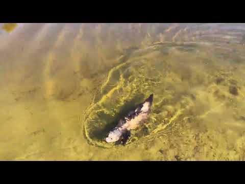 Ferrets having a run and a swim 