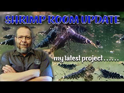 SHRIMP ROOM UPDATE - Latest breeding and selection SHRIMP ROOM UPDATE - Latest breeding and selection projects with Black Galaxy Caridina Shrimp ... in