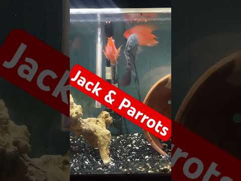 Jack Dempsey  and parrot cichlids #fishroom #hipho 