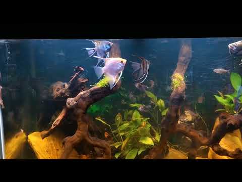 Featuring my 75 gallon aquarium. Good Morning, 
Did a 75 percent water change on my 75 gallon tank yesterday, so I wanted to share wh