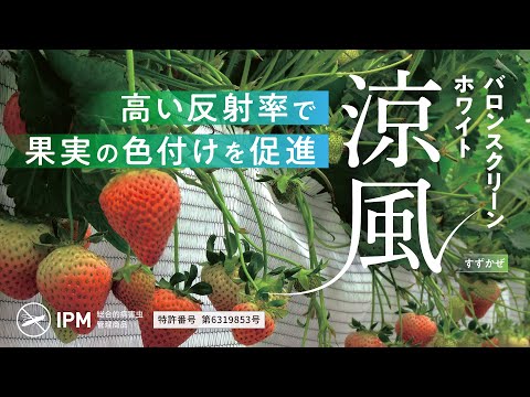 涼風果實色付