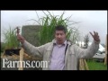 Мискантус: Opportunities for BioMass: New Energy Farms: Miscanthus 