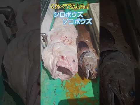 くらべてみよう!シロボウズとソコボウズ White pudgy cusk-eel, Spectrunculus radcriffei, S. grandis ≫ 加藤英明【公式】かとチャン