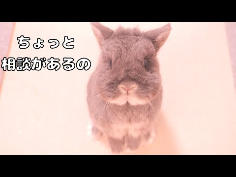 飼い主に甘えてごはんを食べさせてもらおうとするミミが可愛すぎました【No.1723】