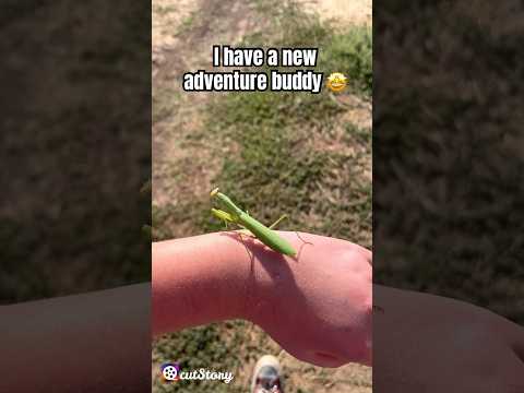 Found a mantis today #mantis #bugs #cute