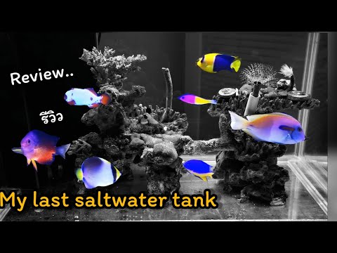 My-last-saltwater-tank-|-ตู้ปล