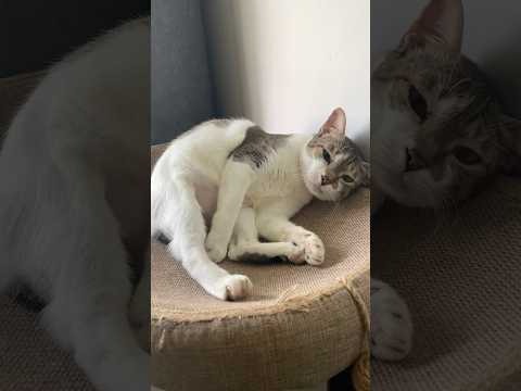 Cats day 15 Oct 2025 #cats #catlover #tombamlucky #fypsg #sgcats