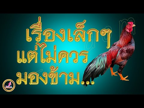 เลี้ยงไก่ให้ถูกวิธีก็มีชัย...!