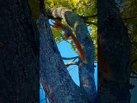 Squirrely sensation take center stage in a thrilling acrobatic extravaganza 🐿️