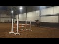 Show jumping horse Talentvol springpaard van Londontimes