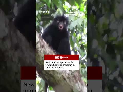 Yeni turuncu dudaklı maymun türü DR Kongo ormanında 'saklanırken' bulundu. #BBCNews