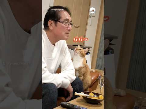 猫の動画サムネイル - 完全に恋してる目してる…😍｜PECO