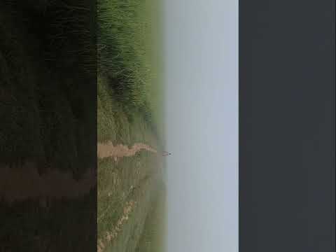 खेत का सुबह सुबह मौसम ❤️#farming