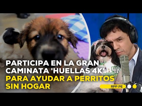 Caminata 'Huellas 4K': participa para ayudar a perritos sin hogar