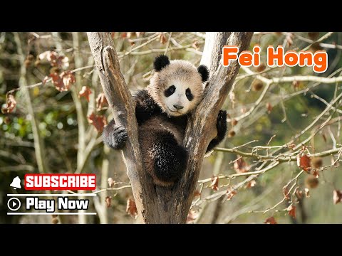 【The Giant Panda Story】Episode 25 Fei Hong, A Cute Explorer | iPanda