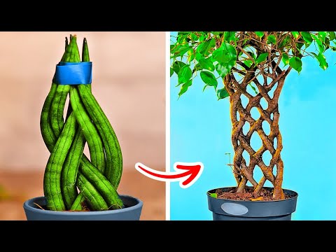 Smart Hacks To Grow Your Own Plants