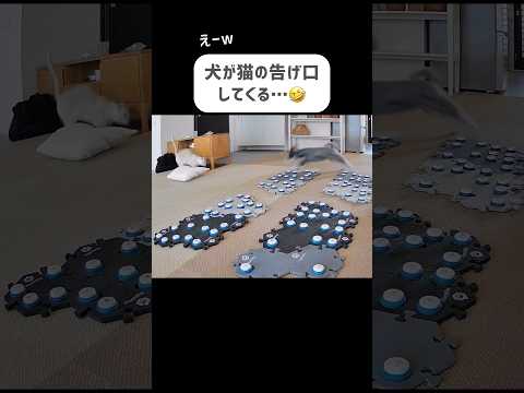 弟ネコに不満爆発🤣ママに告げ口する犬
