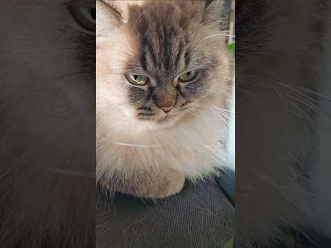 Which one is yours?#cat #kitten #funnyanimals #shorts #viralvideo #funnyanimals