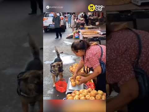 น้องหมาซื้อแอปเปิ้ล-|-Dogs-Cli น้องหมาซื้อแอปเปิ้ล-|-Dogs-Cli