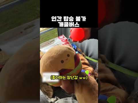 인간 <strong>탑승</strong> 불가 개쿨버스