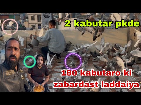 Sameer bhai k 180 kabutaro ki zabardast laddaiya 2 kabutar pkde 🥰🔥 Delhi ki kabutar bazi pigeon 