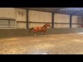 Dressage horse Top Talent