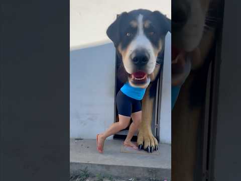 O cachorro ficou gigante 😱 #viralvideo #shorts